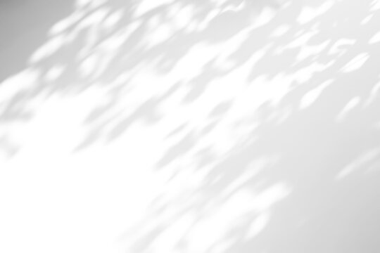 shadow overlay effects of realistic tree leaves shadow on wall,Summer sunlight and dappled shadow overlay effect