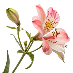 Obraz premium Delicate Socotrine flower with vibrant petals and natural details, isolated on a clean white.