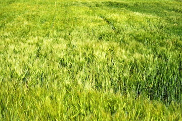 Obraz premium Blé en herbe. 