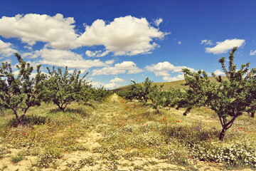 Champ d'amandiers. Andalousie, Espagne.