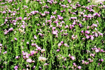 Obraz premium Petits chardons violets dans un champ.