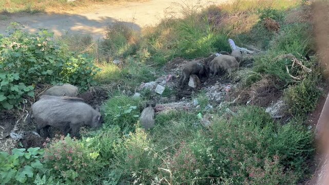 wild boars foraging in garbage pile near road