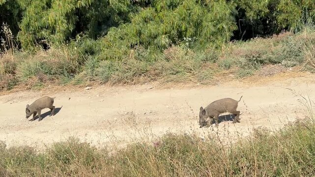 wild boar piglets crossing dirt road in natural ha