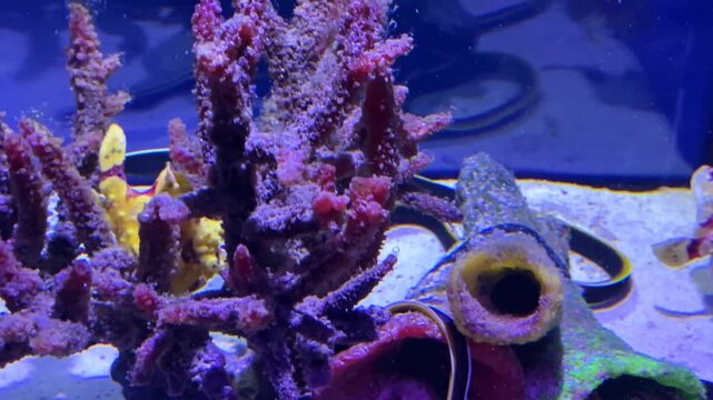 ribbon eel swimming in aquarium near colorful cora
