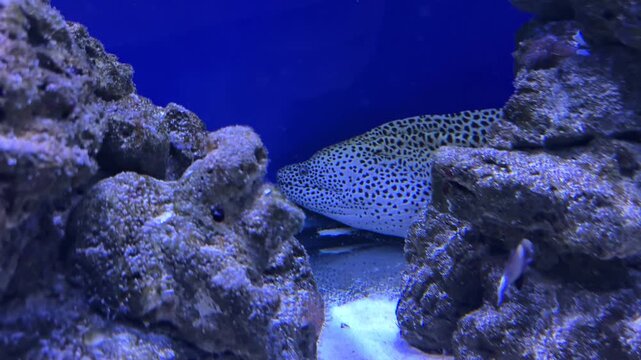 moray eel emerging from rocks in aquarium