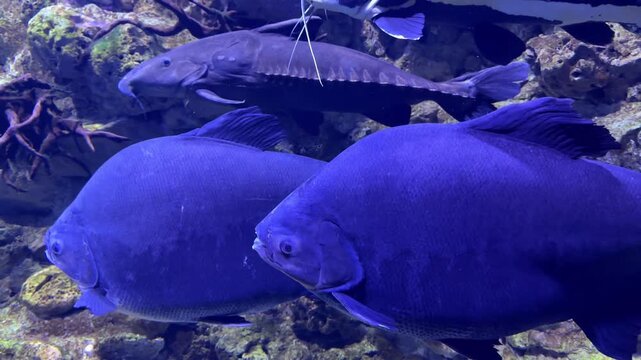 colossoma macropomum and pterygoplichthys pardalis
