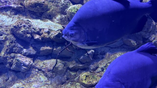 colossoma macropomum and pterygoplichthys pardalis