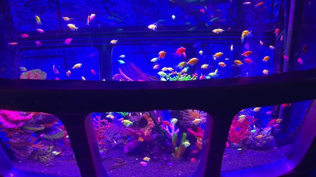 colorful fish swimming in aquarium with purple neo