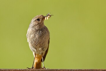 Bird with insect against green backdrop. © Wirestock