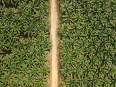 Palm oil plantation area seen vertically from a height at a 90 degree angle, located in Berau Regency, East Kalimantan, Indonesia.