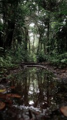 Explore the lush rainforest with a puddle reflecting the dense foliage and trees, creating a serene and immersive natural scene perfect for travel and nature themes.