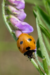 Vertical Macro of Ladybug on Purple Flower – Seven-Spotted Ladybird Crawling on Plant Stem