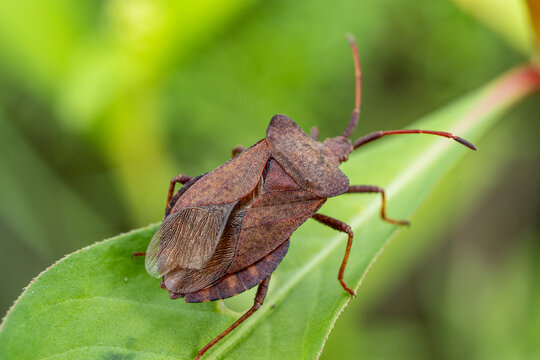 Macro of Leaf-Footed Bug on Green Plant &ndash; Detailed Texture and Structure of Coreus Marginatus