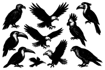 Silhouettes of various bird species in vintage ink style, Transparent Background