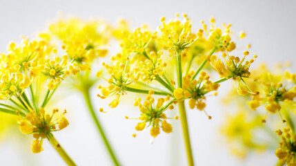 Close-up of small yellow flowers, angelica, on a white background, high-definition photography.