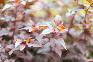 Close-up of a plant bathed in rich purple tones detailed textures of leaves and petals highlighted by soft, moody lighting intricate veins