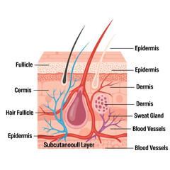 Human Skin Layers Illustration: A detailed illustration of human skin layers, revealing the epidermis, dermis, and subcutaneous tissue, along with key components like hair follicle, sweat gland.