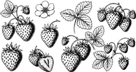 set of Strawberry sketch ink graphic illustration, draft silhouette drawing, black on white line art. Botanical vintage etching food design.
on white background