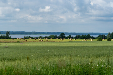 Hay Rolls in Green Meadow by the Water – Peaceful Latvian Countryside Scene with Field and Cloudy Sky