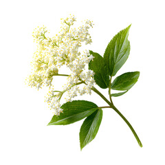 Delicate Elderflower Bloom