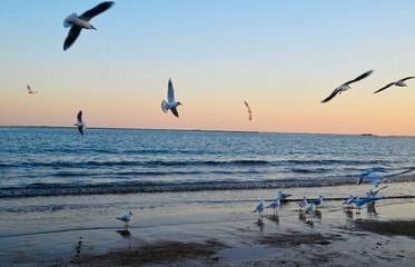 seagulls on the beach