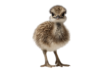 Adorable baby rhea chick