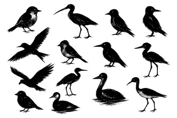 Silhouettes of various bird species in vintage ink style, Transparent Background