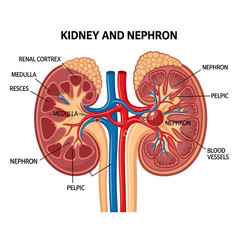 Anatomy: kidney and nephron in medical drawing style: A detailed and illustrative medical image showcases the anatomy of a human kidney and its intricate nephron structure.