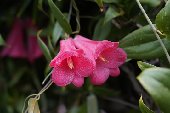 The Chilean wax bell (Lapageria rosea), also called Chilean bellflower, is the only plant species of the monotypic genus Lapageria from the family Philesiaceae, which belongs to the order Liliales. D