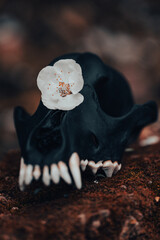 White Blossom on Black Animal Skull – Contrast of Life and Death