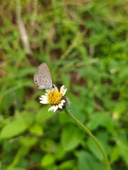 butterfly on a flower