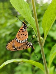 butterfly on leaf