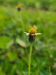 bee on a dandelion