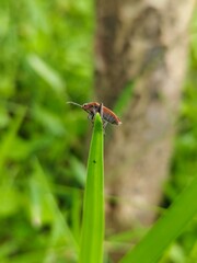 dragonfly on a leaf