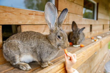Obraz premium Cute gray rabbit being hand-fed a carrot on a wooden surface, with another rabbit in the background