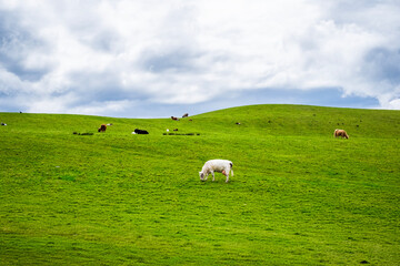 cows grazing in a field, with beautiful clouds in the sky