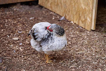 A speckled chicken standing in a rustic farmyard, characterized by natural wooden surroundings and loose soil. The bird appears calm, highlighting a peaceful rural environment.