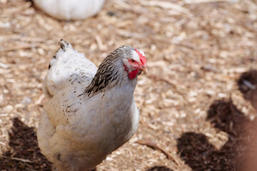 A white chicken with striking black and white plumage standing outdoors on a sunny farmyard. The setting features earthy tones and rustic elements, emphasizing the natural environment of the farm.