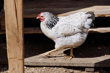 A white chicken with black markings stands on a wooden surface under sunlight, showcasing its natural feathers and calm demeanor in an outdoor setting.