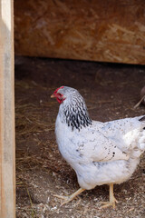 White Chicken Standing in Outdoor Farmyard Close to Wooden Coop