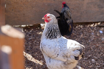 A white chicken with black markings stands in an enclosure sunlight. The coop flooring features wood shavings. A rooster is visible in the background, completing the rural and animal-focused scene.
