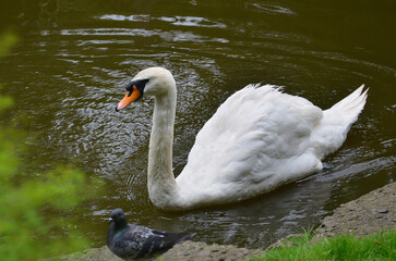  White mute swan(Cygnus Olor) one bird swimming in the water of park pond in summertime..Closeup photo outdoors. Wild birds,water birds, fauna,wildlife protection.