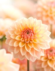 Elegant soft peach dahlia flower blooming in a garden with a dreamy bokeh background