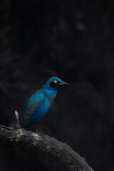 Vibrant Blue Starling Bird with Bright Yellow Eye on Dark Background