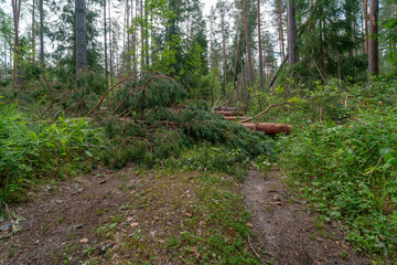 July storm damage in Latvia © talavietis