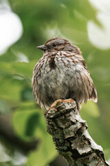 Adult song sparrow (Melospiza melodia) sitting on a tree branch.