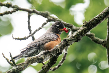 American robin (Turdus migratorius) sitting on a tree branch with a berry in its beak.