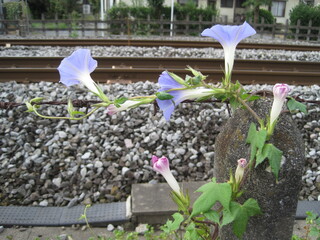 light Blue-purple morning glory flowers