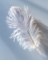 Detailed White Feather In Soft Light