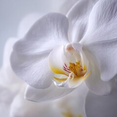 Close Up Delicate White Orchid Blossom